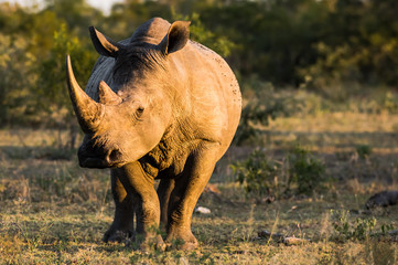 Rhino At Sundown