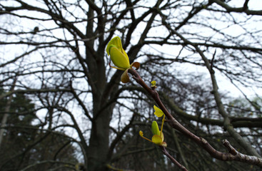 Botanical garden, Minsk, Belarus, April, spring,