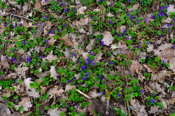 Botanical garden, Minsk, Belarus, April, spring,