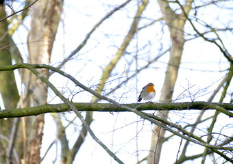 Rouge gorge sur la branche 