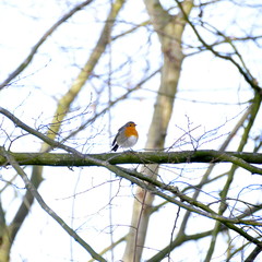 Rouge gorge sur la branche 