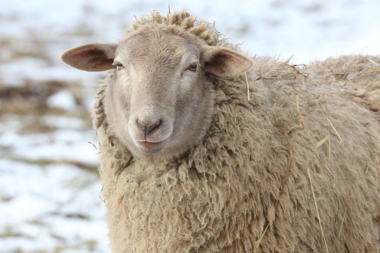 Nahaufnahme eines Schafes, Ovis