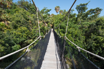 Suspension bridge over tropical forest.