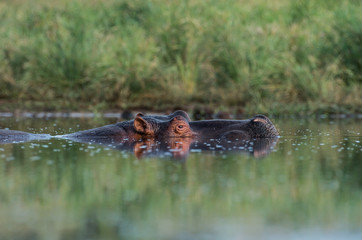 Hippo At Eye Level