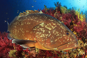 Medes Islands grouper