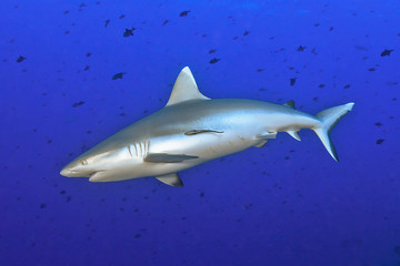 Naklejka premium Grey reef shark