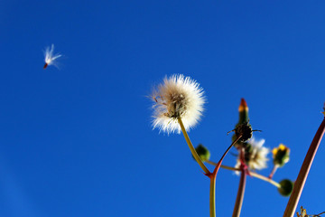 Diente de león (Taraxacum officinale) © mmadrigal70