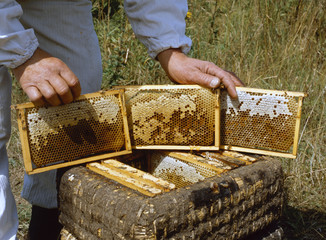 Imker bei der Arbeit am Bienenstock