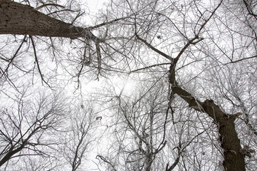 Winter tree branches against the sky