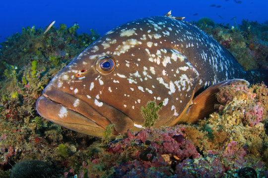 Medes Islands grouper