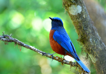 Chestnut-bellied Rock Thrush (Monticola rufiventris) colorful bl