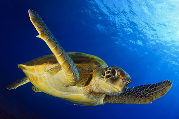 Flying green turtle © davidcarbo
