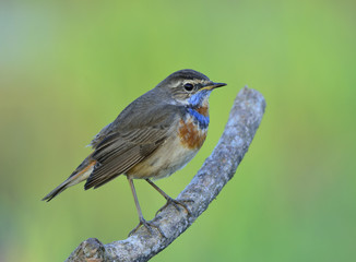 Chubby brown bird with blue and orange mark on neck lonely stand