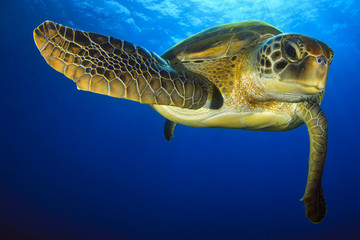 Green Turtle in the blue