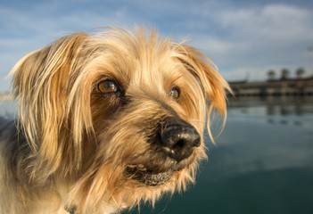 Naklejka na ściany i meble Dog face. Wide angle Selective focus on the eyes. Yorkshire Terrier brown dog. Closeup detail doggie Maritime background