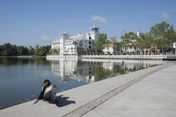 Cormorant spreads its wings at side of Lake in Florida. 