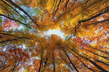 Look at the sky through an autumn forest