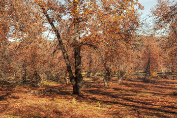 Forest full of orange leaves. Autumnal landscape. Huelva. Spain