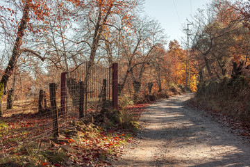 Road in a forest full of orange leaves. Autumnal landscape. Huel