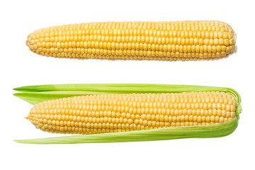 Corn isolated on a white