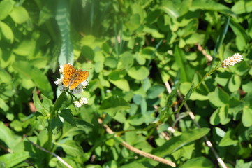 Winchester Lookout near Mt. Baker in Washington State, the Great Pacific Northwest