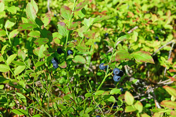 Naklejka premium A large Bush of ripe bilberry close up under sunlight