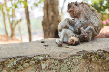 Affen lausen sich in der Tempelanlage von Angkor Wat, Kambodscha