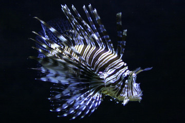 Feuerfisch, Fisch, 