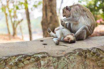 Affen lausen sich in der Tempelanlage von Angkor Wat, Kambodscha