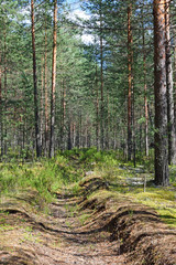 Fototapeta premium Fire overgrown ditch in a pine forest on a Sunny day