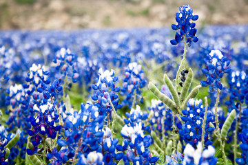 A field of bluebonnets, the Texas state flower, in soft focus creates a pleasant rustic background scene.