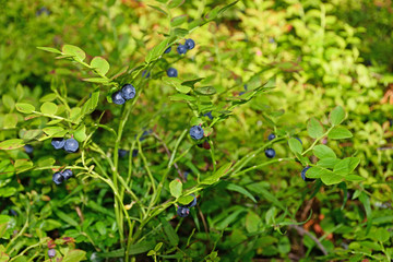 The blueberry Bush covered with ripe berries in the rays of the