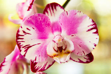 Pretty orchid flower