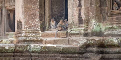 Affen in der Tempelanlage von Angkor Wat, Kambodscha