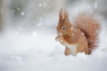 Red squirrel in falling snow - obrazy, fototapety, plakaty