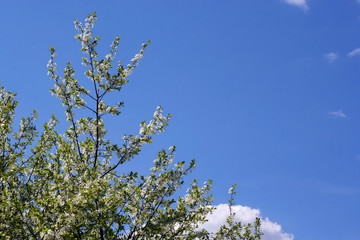Cherry tree branches with flowers on a blue sky with copy space on the right