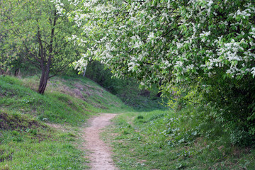 Fototapeta na wymiar Bird-cherry tree in bloom and a curved rural path