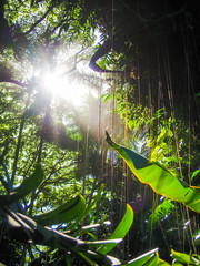 A tropical jungle scene with sunlight breaking through the canopy.