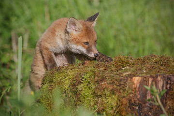 Naklejka na ściany i meble Fox cub clibing old tree stump