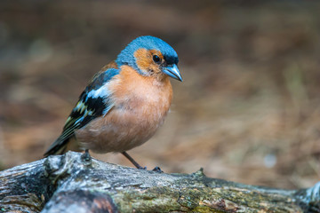 Chaffinch 