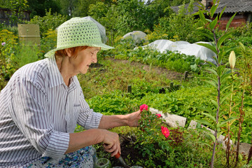 An elderly woman disturbs the ground around the dwarf garden ros