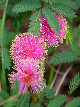 Three bright pink puffs of flowers on a mimosa tree.
