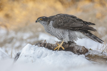 Wild goshawk with pine marten