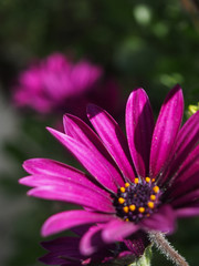 Obraz premium A bright purple daisy growing wild.