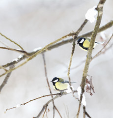 Pair of titmouse on the snowy branches