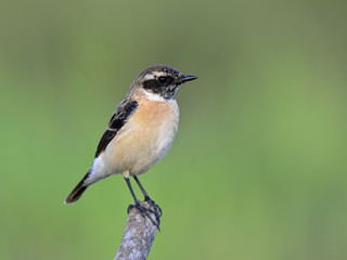 Eastern or Stejneger's Stonechat (Saxicola stejnegeri) beautiful