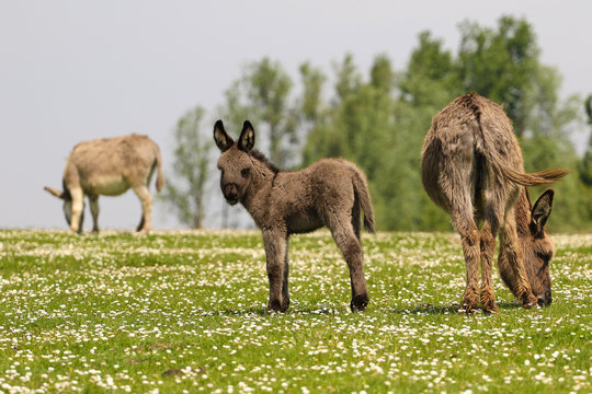 Mother and newborn baby donkeys