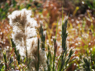 Tall brushy bluestem grass, a native Texas grass, in the late summer sun.