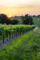 Naklejka premium Grape vines at sunset in Brittany, France