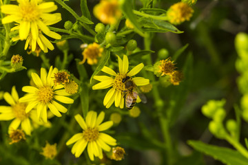 Bee collecting pollen on a yellow little flower
